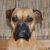 Photo de Boxer