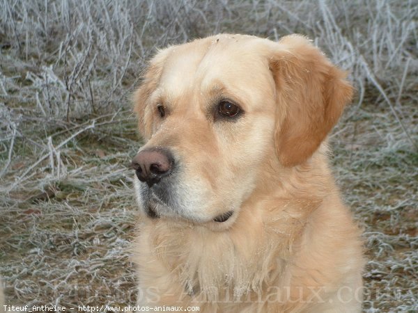 Photo de Golden retriever