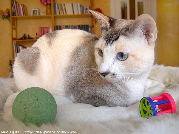 Photo de Chat domestique