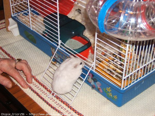 Photo de Hamster