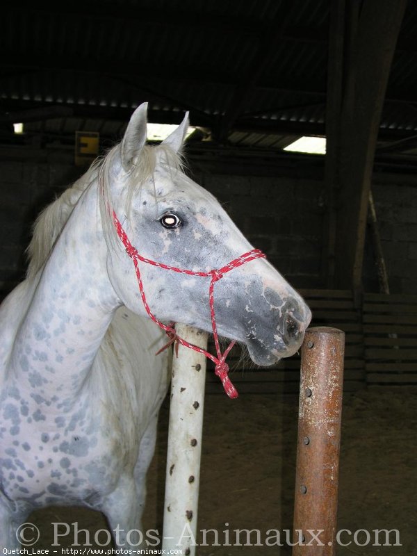 Photo d'Appaloosa