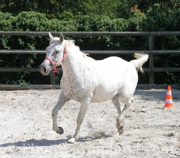 Photo d'Appaloosa