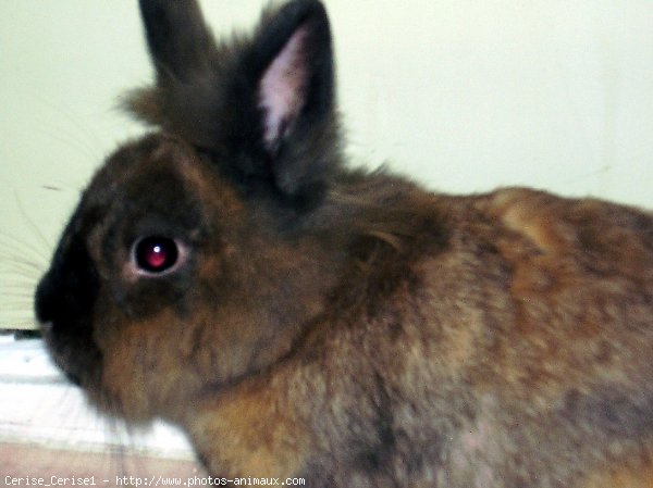 Photo de Lapin