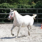 Photo d'Appaloosa