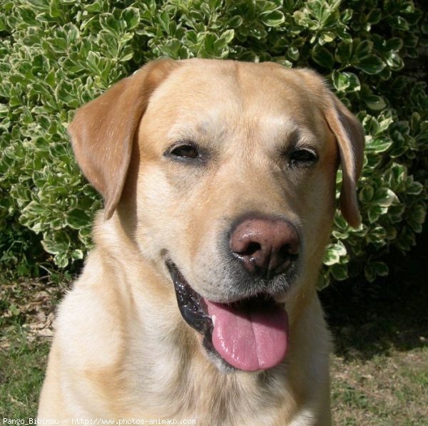 Photo de Labrador retriever