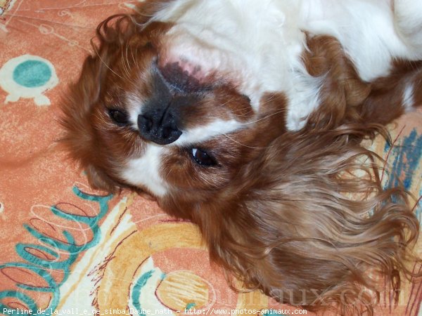 Photo de Cavalier king charles spaniel