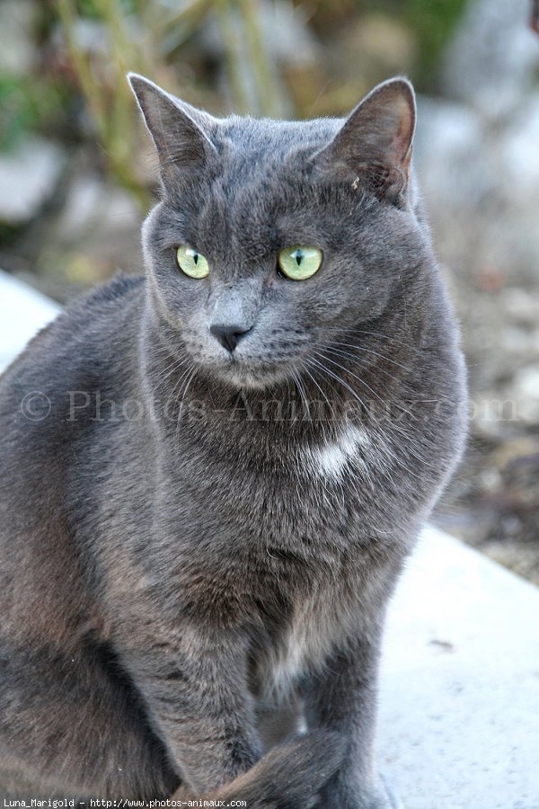 Photo de Chartreux