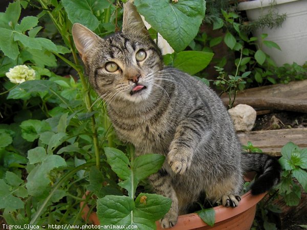 Photo de Chat domestique