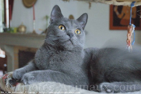 Photo de Chartreux