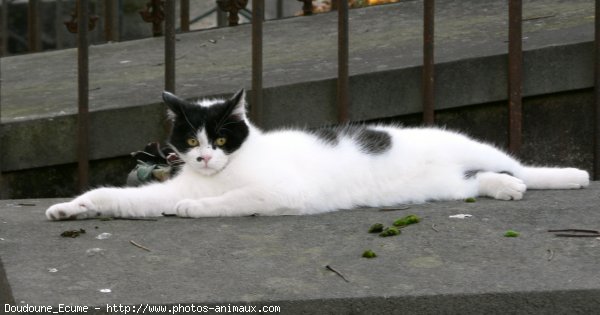 Photo de Chat domestique