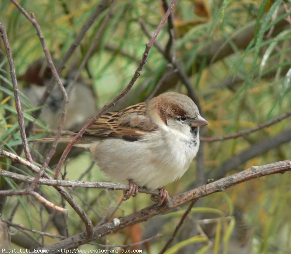 Photo de Moineau