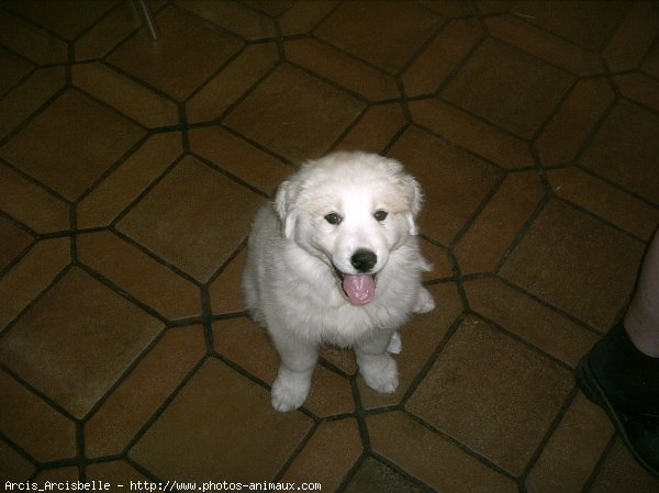 Photo de Chien de montagne des pyrnes