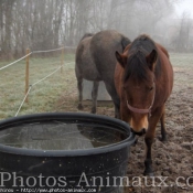 Photo de Races diffrentes