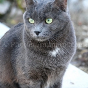 Photo de Chartreux