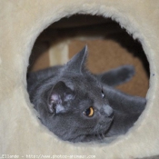 Photo de Chartreux