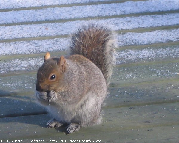 Photo d'Ecureuil