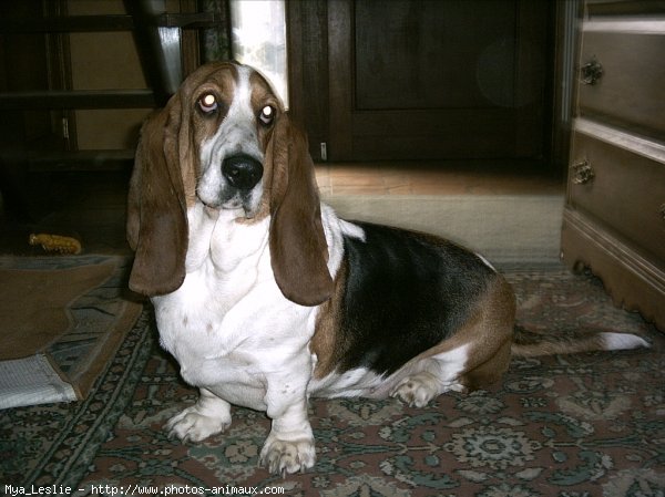 Photo de Basset hound