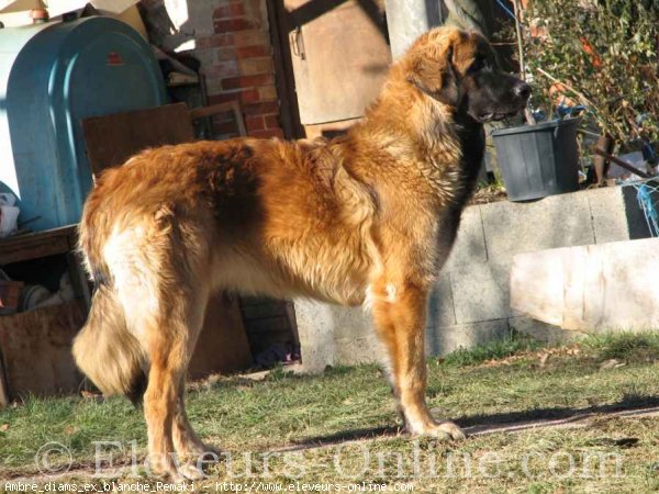 Photo de Leonberg