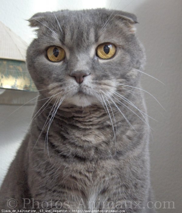 Photo de Scottish fold