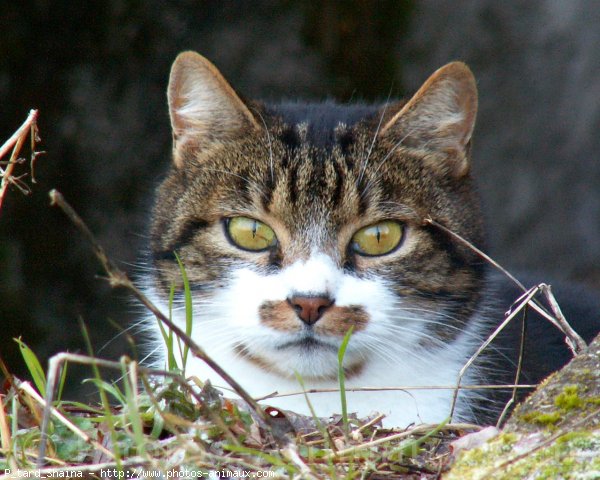 Photo de Chat domestique