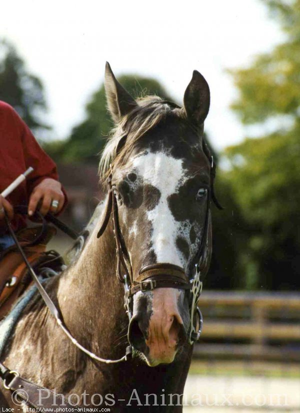 Photo d'Appaloosa