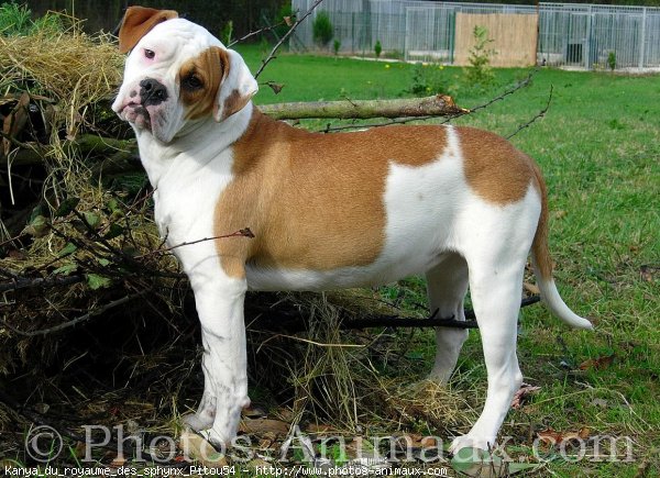 Photo de Bulldog americain