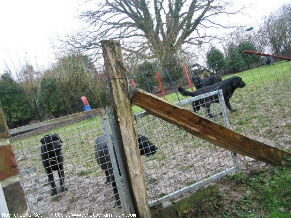 Photo de Labrador retriever