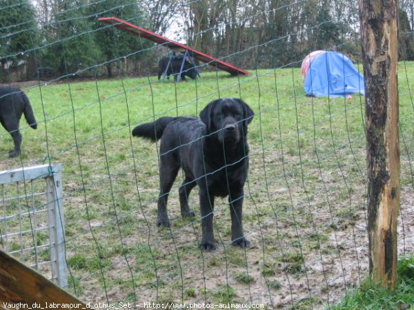 Photo de Labrador retriever