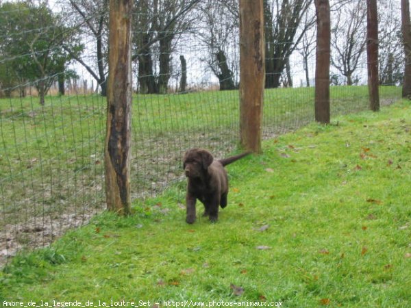 Photo de Labrador retriever