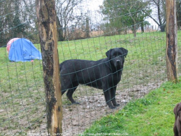 Photo de Labrador retriever