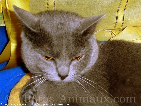 Photo de Chartreux