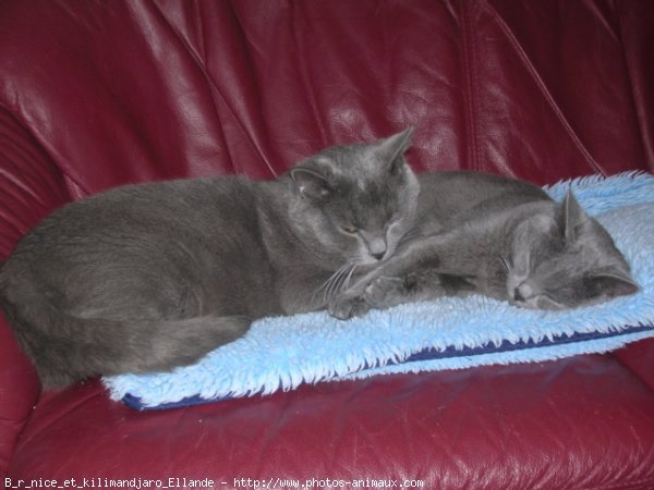 Photo de Chartreux