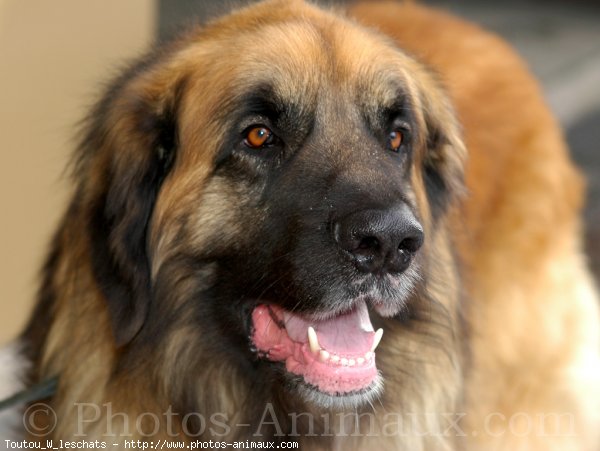 Photo de Leonberg