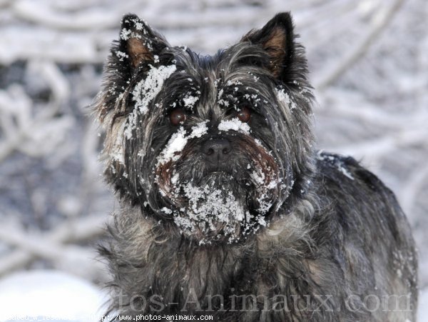 Photo de Cairn terrier