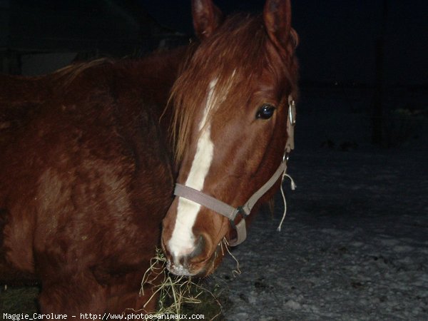 Photo de Quarter horse