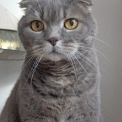 Photo de Scottish fold