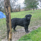 Photo de Labrador retriever