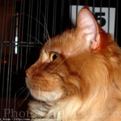 Photo de Maine coon