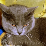 Photo de Chartreux