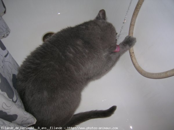 Photo de Chartreux