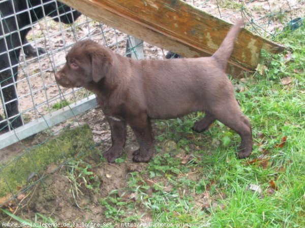 Photo de Labrador retriever