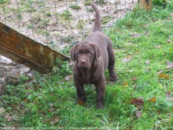 Photo de Labrador retriever