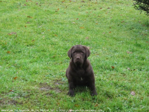 Photo de Labrador retriever