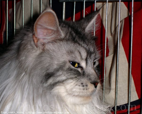 Photo de Maine coon