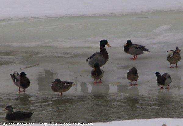 Photo de Canard