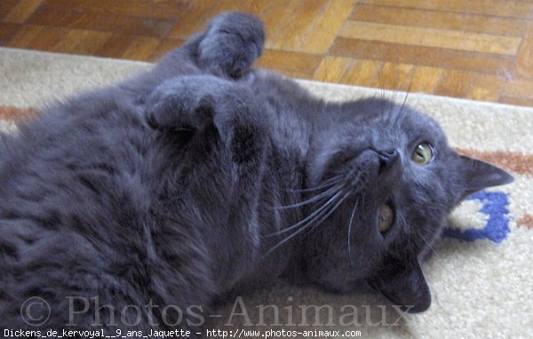 Photo de Chartreux