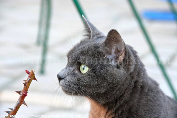 Photo de Chartreux