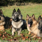 Photo de Berger belge tervueren