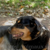 Photo de Rottweiler