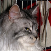 Photo de Maine coon